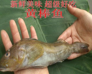 鲜活黄棒鱼新鲜黄鱼烟台海鲜棒棒鱼蒜瓣肉海鱼类产品一斤2-3条