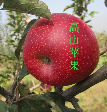礼泉九峻山苹果园
