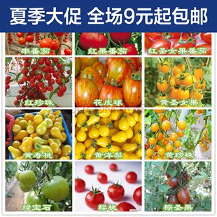 50粒装蔬菜种子 四季水果樱桃番茄种子 圣女果种子小西红柿种子