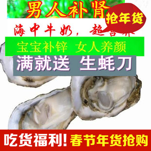 连云港海鲜鲜活生蚝带壳海蛎子鲜活水产批发承接批发