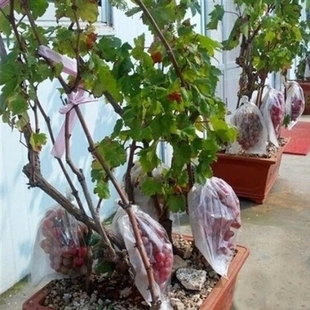 果树盆栽地栽6年葡萄树苗 巨峰葡萄 美人指葡萄南北方种植 果树苗