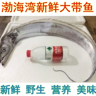新鲜带鱼野生刀鱼海鱼渤海湾长岛特产鲜活海鲜0.8到1.6斤一条