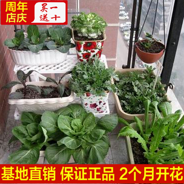 阳台庭院蔬菜植物生菜香菜茴香香葱韭菜黄瓜青菜菠菜青椒草莓秋葵