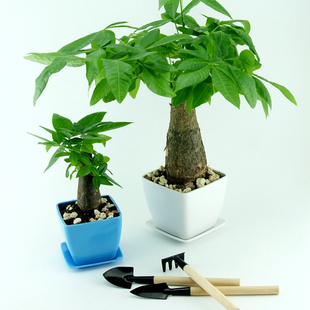 园艺解决方案发财树办公室桌面室内绿植防辐射小盆栽水培植物整套