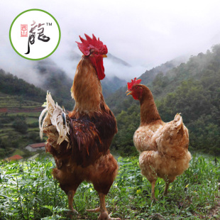 陕西秦岭深山有机基地纯放养 国家有机认证 5斤左右 公鸡母鸡均有