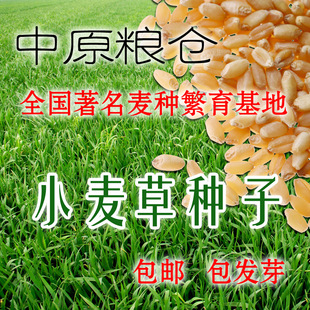 小麦种子芽苗菜豆芽机专用回春水榨汁无土栽培绿色小麦草种子