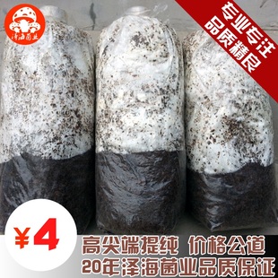 食用菌平菇菌种 菌包菌棒栽培种 三级种农产品特价厂家杏鲍菇种子