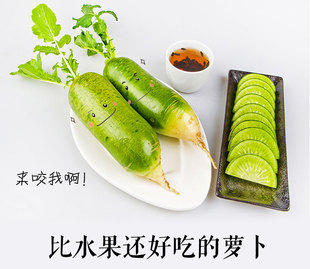 【礼盒】绿色蔬菜水果 正宗曙光天津沙窝萝卜/沙沃青萝卜馈赠佳品