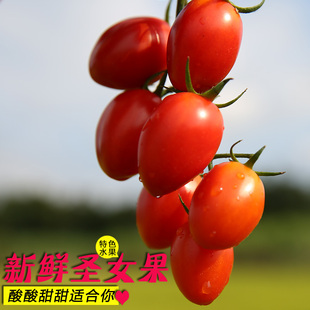 【百色馆】广西百色特产圣女果新鲜水果樱桃番茄小番茄3斤装 包邮