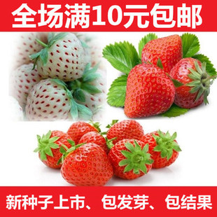 四季结果草莓种子阳台盆栽蔬菜种子果树种子美容水果多肉西瓜花卉