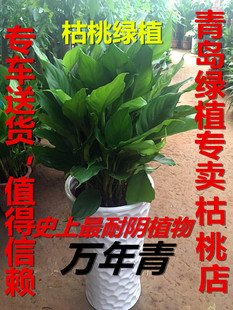 青岛专卖耐阴植物大盆栽万年青 耐荫好养 万年青 绿萝柱 发财树等