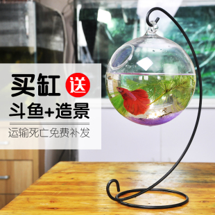 迷你金鱼缸小鱼缸悬吊挂创意生态圆形斗鱼缸桌面鱼缸造景水培装饰